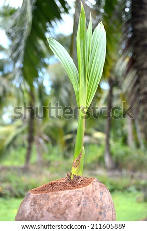 Young coconut tree, Cocos nucifera, Family Arecaceae from central of Thailand