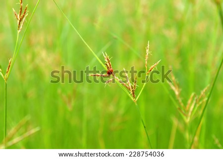 Nut grass and lady bird from central of Thailand