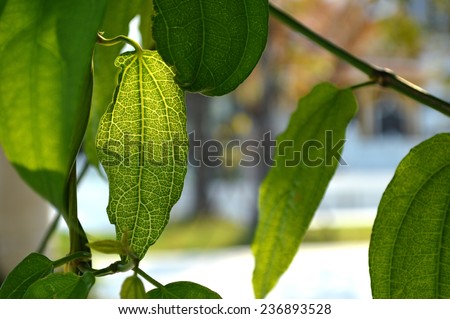 Laurel clock vine leaves,Thunbergia laurifolia, Family Acanthaceae, Central of Thailand