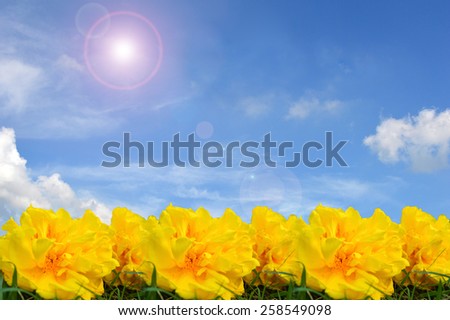 Yellow cotton tree flower on blue sky and clouds background