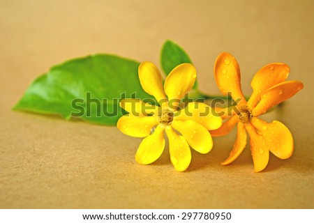 Golden gardenia flower, Gardenia carinata, Family Rubiaceae, Central of Thailand
