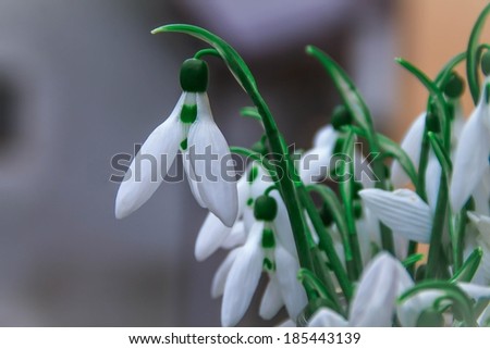 description- the first snowdrops on a vase  title - the first snowdrops