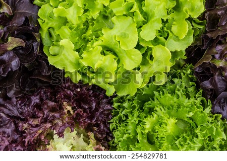 Salad leaves with Green Oak,  Red Leaf Lettuce, Frillice Iceberg and Red Romaine as a background. isolated on white