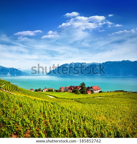 Vineyards in Lavaux village, Switzerland