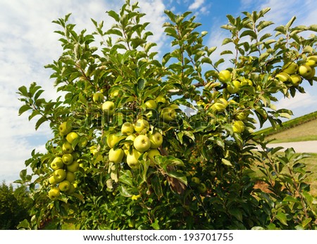Apple trees on fruit farm in Switzerland