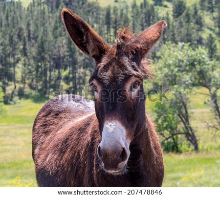Funny donkey ears sticking up
