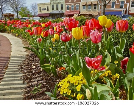 Tulips planted on square at Bentonville Ark./Square Tulips/Welcoming the spring sun.