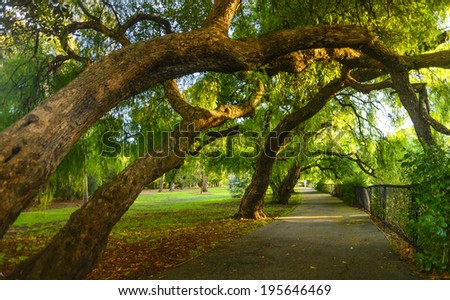 Gum trees bent over walking path