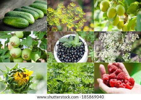harvest of vegetables, berries and fruit in the green garden