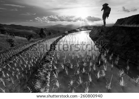 Rice fields on terraced at Chiang Mai, Thailand in black and white