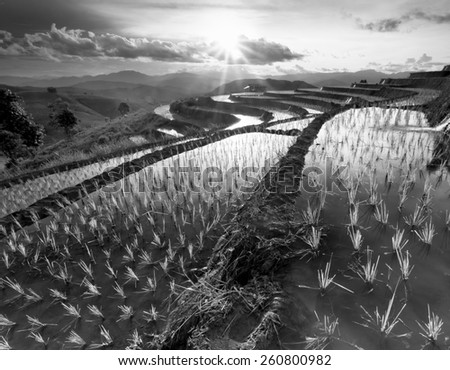 Rice fields on terraced at Chiang Mai, Thailand in black and white