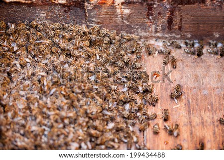 Thousands dead honey bees - poisoned by pesticides and GMOs