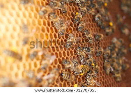 Bee, Honeycomb, Beehive