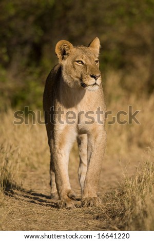 Female lion walking in savannah grassland.