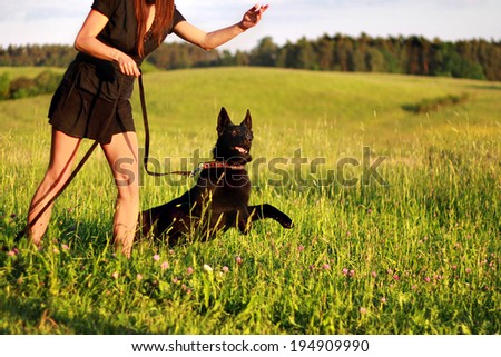Black young german shepherd - obedience training