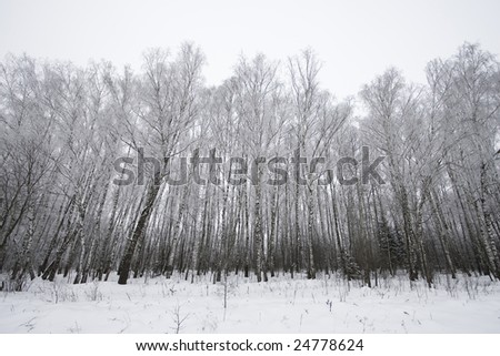 Frozen birches in winter time