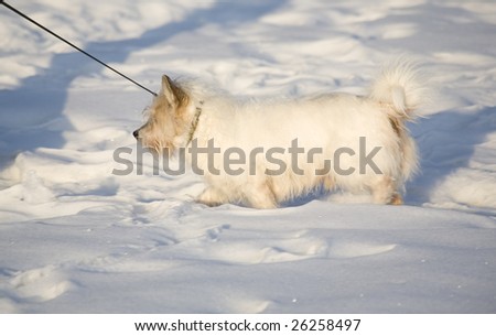 White dog on white snow
