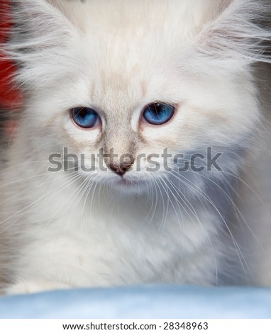 stock photo : Blue eyes white