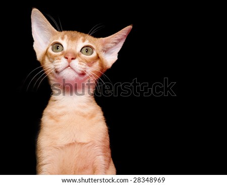 stock photo : Red abyssinian
