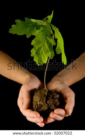 Oak in human hands on black ground