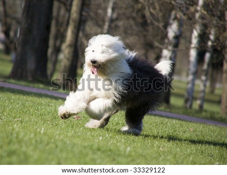 Hairy bobtail (old English sheepdog) running in park