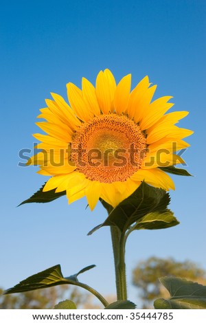 Yellow sunflower behind blue sky