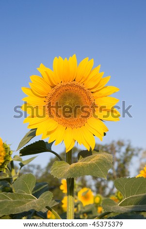Yellow sunflower on the field behind blue sky