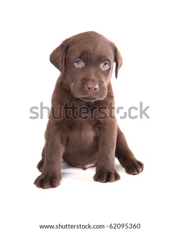 Brown Puppy Lab