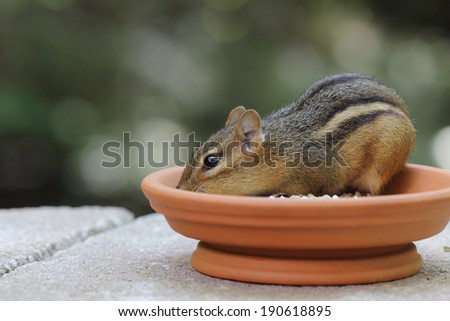 Chipped Dish - close-up of chipmunk eating seeds from a terracotta dish.