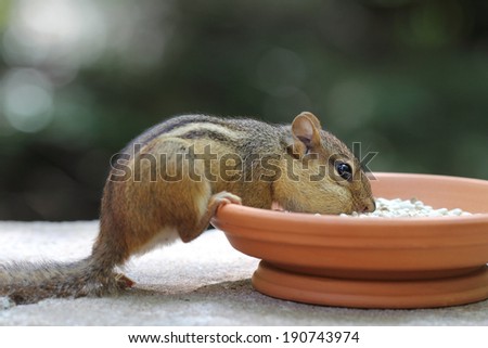 Chipmunk Eating - close-up of chipmunk eating seeds from a terracotta dish.