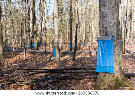 Maple Syrup Tapping - Tapping maple trees in the Spring to make maple syrup.  Blue collection bags collecting natural food using a traditional process.