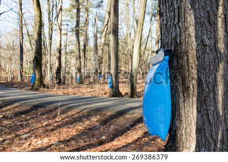 Maple Syrup Tapping - Tapping maple trees in the Spring to make maple syrup.  Selective focus on the bulging blue collection bag in the foreground.