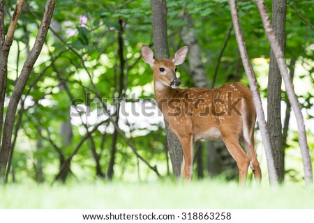 Spotted Fawn Looking Back Over Shoulder - Spotted fawn standing at the edge of a forest looking back over its shoulder.