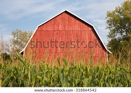 Red Barn Behind Tall Corn - A classic red barn sitting behind tall late-summer corn.