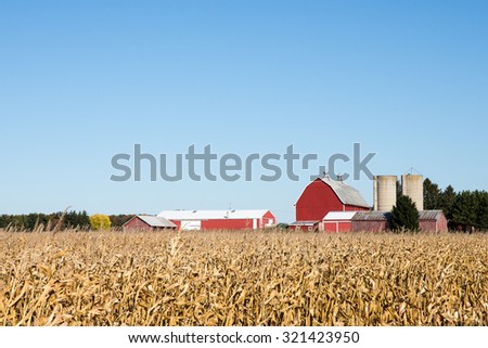 Family Farm Scene in the Fall - Red barn and other rural farm buildings behind a field of dry autumn corn.  Ample copy space in clear sky if needed.