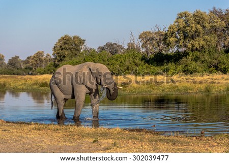 Beautiful male elephant in the Kwai Conservation area in Botswana, Africa
