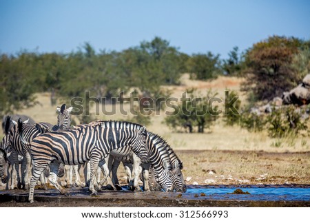 Zebras enjoying a waterhole in the Etosha National Park, Northern Namibia, Africa