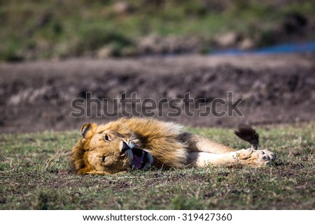 Young Lion in Kenya, Africa