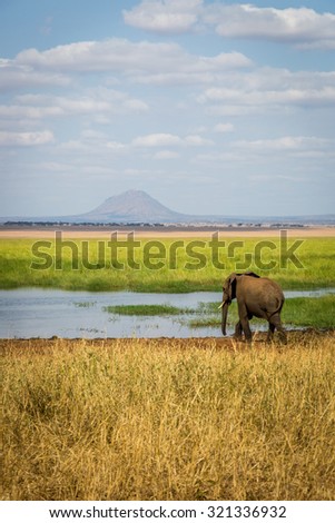 Elephants in the Lake Manyara, Tanzania, Africa