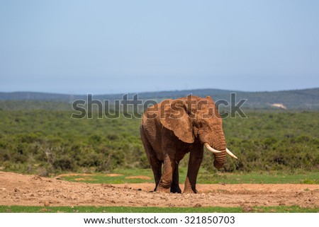 Big male elephant in Addo National Park, South Africa