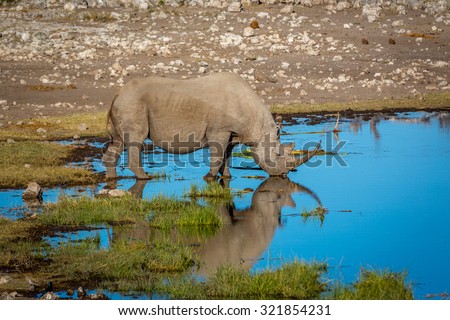 White rhino drinking water in northern Namibia, Africa