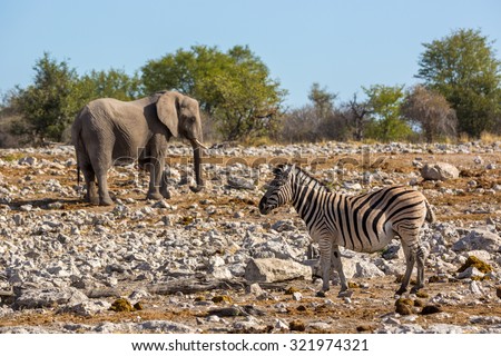Animals playing around in northern Namibia, Africa