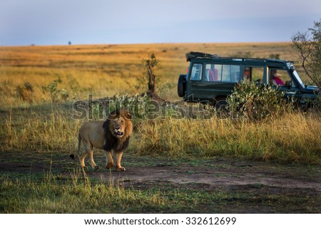 Beautiful lion with a safari car in the background in Kenya, Africa