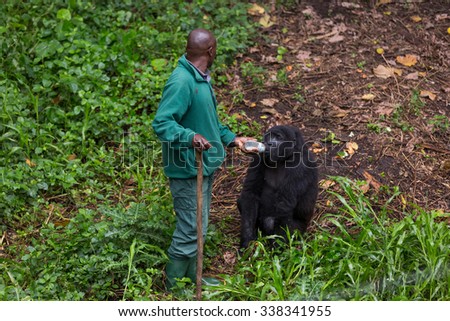 Virunga National Park, DR.Congo - October 5th 2015 - A veterinarian giving milk to one of the orphan gorilas inside the Virunga National Park in DRC, Central Africa.