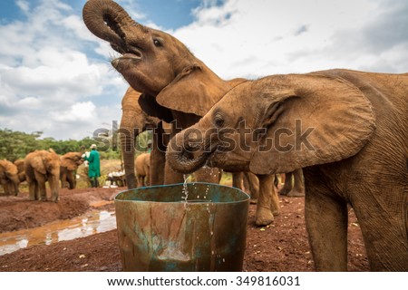 Nairobi, Kenya - October 15th 2015 - Sheldrick Elephant Conservancy in Nairobi, Kenya\'s capital, East Africa.