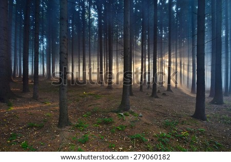 mysterious forest