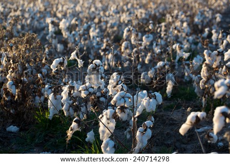 natural cotton bolls in the field ready for harvesting