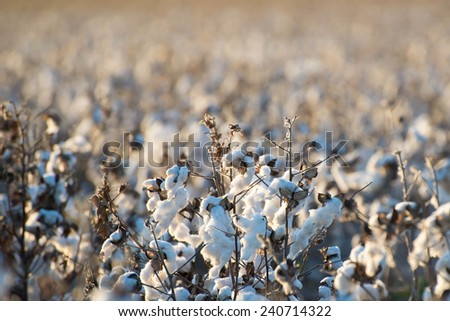 natural cotton bolls in the field ready for harvesting