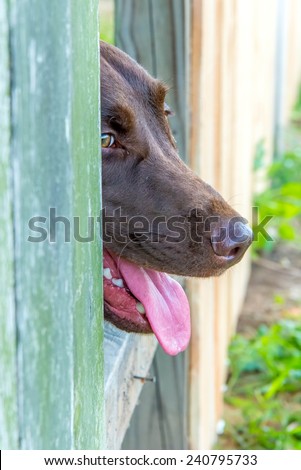 Chocolate lab with head through a wood fence