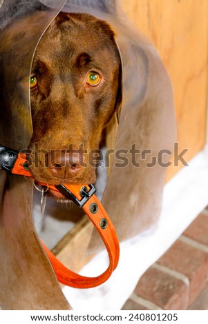 chocolate lab with an orange collar in his mouth